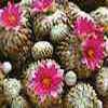 antiguas peleciphora. En demicos,