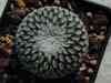  pelecyphoras, strombocactus, Neolloydia,muchos cambios por genetica, extincion,
