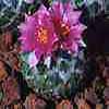 Crecimiento lento (N. Matehuala, CITES) bright pink-purple fl