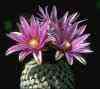 Cactus peleciphora flores