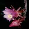 Epifitas tropical centroamerica. Tambien Werckleocereus. Cuerpo cilindrico poco espinado, fls rosadas o violeta.