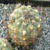 enanas, ahora subgenero gymnocalycium junto a cintia, flores apicales