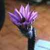 , ahora subgenero peniocereus, gen. Echinocereus (forma pene)