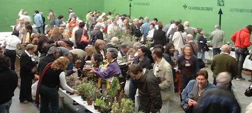  Venta plantas en congreso de Cheste. Hay 320 familias de Angiospermas, y solo 17 Familias son de plantas suculentas (Succulentae), un tercio de especies de plantas. Hay unas 82.000 especies son Plantas xerófitas, geófitas, desérticas perennes con caudex u hojas crasas o reducidas de interés medicinal, químico,cultural ...