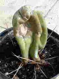 Este trozo de Trichocereus Bridgesii estaba podrido el 30% de la base, corté hasta vasos limpios de hongos, asi quedó despues de mas 2 meses a la sombra de cura. Y pronto os pondré como se puso al año.
