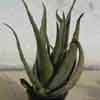 Aloe Vera 6 años, para enfermedades de la piel y ulceras internas digestivas o bucales, clona con la edad