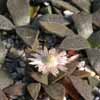 Genero Aloinopsis cercanas a titanopsis. Familia AIZOÁCEAEAgrupación subfamilias: Aizoaceae, Sesuviaceae, Tetragoniaceae y Mesembryanthemaceae ( = Aizooideae, Mesembryanthemoideae, Sesuvioideae, Tetragonioideae) de hierbas suculentas (con fotosíntesis C4 o metabolismo CAM.)