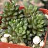 Familia Portulacaceas, 20 géneros 530 especies: Calandrinia (150), Portulaca (100) y Talinum (50)...