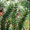 Familia Asphodelaceae, Liliaceae Sudafrica (Provincia del Cabo), emparentado con las Haworthias de crecimiento muy lento, hojas carnosas color verde oscuro a negro, en forma de rosetas que forma columnar 