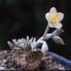 Genero Avonia = Anacampseros. Flores solitarias, hermafroditas, en cimas (inflorescencias), actinomorfas, raro unisexuales (cigomorfas), rosadas. Perianto de 2 sépalos, a menudo desiguales, persistentes, raro caducos,