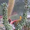 Género Ceraria, Fa. Portulacaceae, Subclase Caryophyllidae, Orden Caryophyllales.