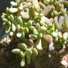 Género Ceraria, Fa. PORTULACÁCEAS 
