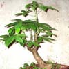  Fa. BOMBACACEAS, Brasil, Argentina. El cambio de nombre científico de esta especie, de Chorisia speciosa por el de Ceiba speciosa. Palo Borracho apreciado bonsai de Caudex (caudiciformis)