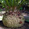 Palmera, Gimnosperma con caudex