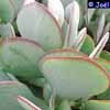 Fa. Crassulaceas. Clase Magnoliopsida, Subclase Rosidae, Orden Rosales,