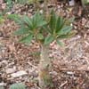  Familia Moraceae, antes foetida, temp, minima de 12º C. Origen Somalia, Kenya 