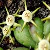  ASCLEPIADÁCEAS (Asclepliadaceae) Clase Magnoliopsida (Dicotiledón eas), subclase Asteridae. Orden Gentianales.