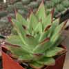 Echeveria, Crasuláceas (Crassulaceae)Clase Magnoliopsida, Subclase Rosidae, Orden Rosales. Muchas son anuales o pierde las ramas todos los años.