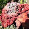 Genero Echeveria, Fa. Crassulaceas