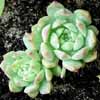 Genero Echeveria, Fa. Crassulaceas