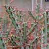  Fa Euphorbiaceas Clase Magnoliopsida, Subclase Rosidae, Orden Euphorbiales.