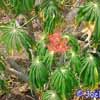 Genero Jatropha, Fa. Euphorbiaceas, Subclase Rosidae, Orden Euphorbiales.