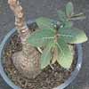 Fa. Euphorbiaceae, limite del caudex mas bonsai que caudiformis (Suculentas)