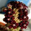 Asclepiadacea de Somalia, Africa.