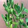 Sedum Morganianum, climas mas frios