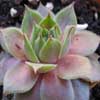 Los ambientes montañas son para el género Sempervivum