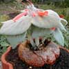  o Gloxinia speciosa; Fa. Gesneriaceae, muy micorrizada y sensible, se cultiva in vitro la micorriza