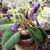 Sinningia speciosa o Gloxinia, sin. Gesneriaceae y sin. Gesneria Habitat: Brasilia, es polinizada por murci�lagos, colibr�es, abejas, polillas esfinges, flores grandes tubulares pefumadas. 