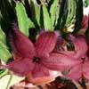 Fa. Asclepiaceas, Los Generos m&aacute;s numerosos: Hoya (150 esp.), Ceropegia (150), Gonolobus (100), Secamone (100), Stapelia (75- 100). Asclepias (150), Calotropis, Ceropegia y Stapelia.