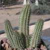Genero Taveresia antiguo ?