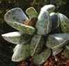 Genero Adromiscus, Familia Crassulaceas: Clase Magnoliopsida, Subclase Rosidae, Orden Rosales,12 generos, 2.800 especies. El genero m�s grande es Sedum