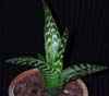  Origen Sud y sudoeste de Africa. Lilidae, Familia Asphodelaceae: 3 géneros muy suculentos.