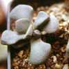 Familia AIZOÁCEAS, subfamilia Mesembryanthemaceae. Clase Magnoliopsida, subclase Caryophyllidae, orden Caryophyllales. Especies: acuta, loganii, luckhoffii, malherbei, rosulata, rubrolineata. schooneesii, spathulata 
