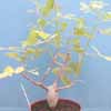  Familia Burseraceae, es una especie dioica (arbol con flores de ambos sexos), caudex anaranjado con rallado. Temp. 5º C. min. Variedades de Bursera fagaroides, hindsiana, copallifera, microphylla, odorata, simaruba, simplicifolia, laxiflora, epinnata. arida, filicifolia, galeottiana. Mexico 