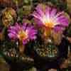 Aizoaceas Agrupación subfamilias: Aizoaceae, Sesuviaceae, Tetragoniaceae y Mesembryanthemaceae, 2.600 taxones de origen Sudáfrica 