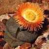 Familia Aizoaceas Clase Magnoliopsida, subclase Caryophyllidae, orden Caryophyllales. 1.520 especies