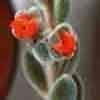 Flores hermafroditas, cimosas, en inflorescencias o aisladas, de cinco pétalos que pueden estar libres (Sedum) o soldados (Umbilicus). Androceo de estambres desarrollados en secuencia centrípeta (excepto Punicáceas), la polinización en general entomógama.