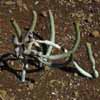 Familia Euforbias: más de 300 géneros y 7.500 especies.