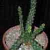 (Dicotiledóneas) Clase Magnoliopsida, Subclase Rosidae, Orden Euphorbiales,