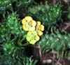 Conocidos los géneros Euphorbia; Flor de Pascua (Pinsetia), Ricino (Ricinus communis), utilizado por su aceite purgante, Árbol del caucho (Hevea brashensis) 