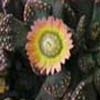 Faucaria, Subgenero titanopsis, Son la subfamilia Mesembryanthemum, y 122 géneros a aglomerar en tribus o subfamilias nuevas, (otros dicen 250 géneros) 1.520 especies, 2.600 taxones o variedades de origen Sudáfrica pero esta esparcida por todo el mundo esta tendría 6 subgeneros, (780) especies. 