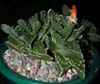 Familia Aizoacea, Fruto en cápsula (loculicida) o envuelta en cáliz persistente y con higrocasia (dispersión por gotas de lluvia).los generos Conophytum (250), Lithops o cactus piedra (50), Aizoon (45). 