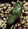 Familia Asphodelaceae,(Monocotiledóneas) Clase Liliopsida, Subclase Liliidae, Orden Asparagales. Origen Sur y sudoeste de Africa. 3 géneros muy suculentos. 