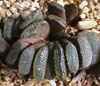 Orden liliales y familia asphodelaceae. plantas herbaceas perennes, rosetas de muchos años, con verrugosidades blancas (H. fasciata) o translucido (H. cooperii).