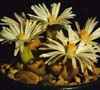 cactus piedra, Orden Caryophyllales, subfamiliaMesembryanthemaceae subfamilia tiene 6 géneros, 480 especies, mas de 1.380 variedades