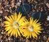 Lithops Fa. Aizoaceas, Subfamilia Mesembryanthemaceae con 6 géneros, Fa. Aizoaceas 3 subfamilias: Aizoaceae, Sesuviaceae, Tetragoniaceae